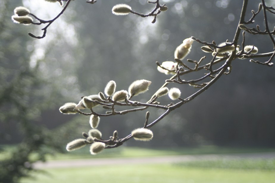 Magnolia buds just beginning to burst open