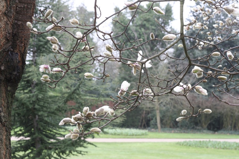 Magnolia buds almost open in Greenwich Park