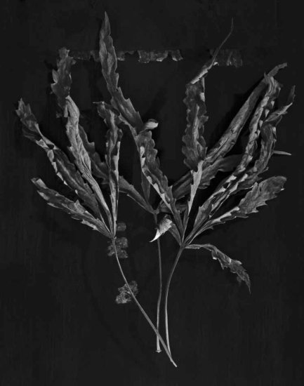 Heather Miller - Whispering Grass