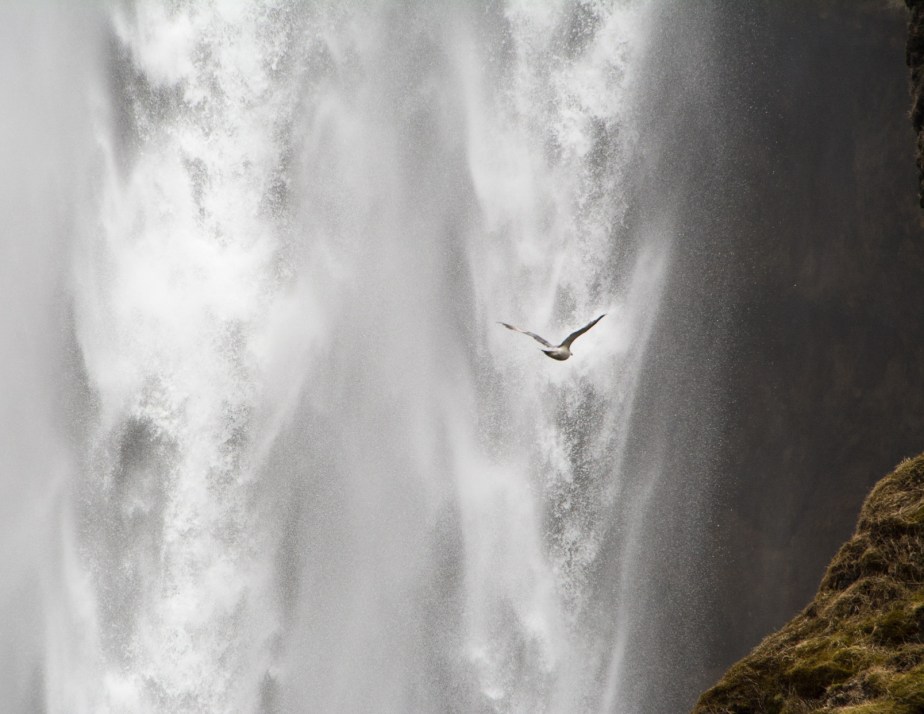 Birds love this fast flowing waterfall, they can't resist flying past again and again.